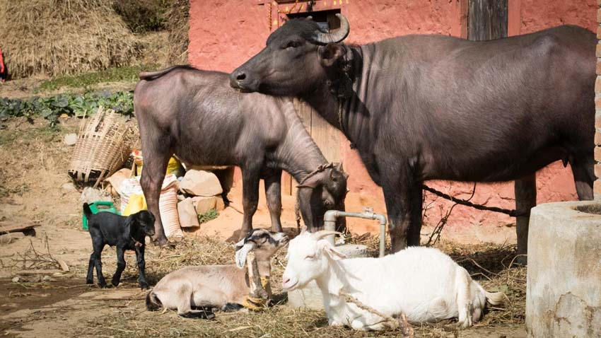 Acupuncture Relief Project  | Good Health Nepal | Andrew Schlabach