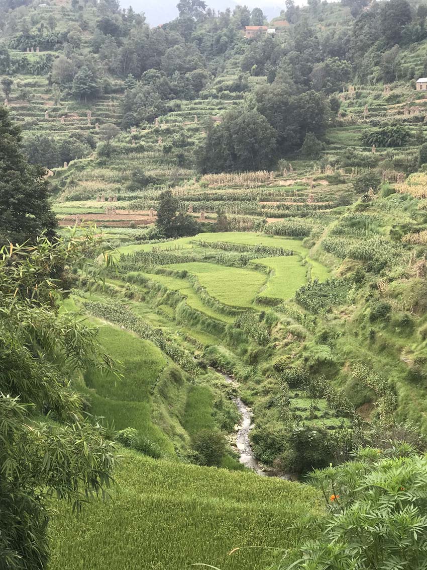 Rice Harvest in Nepal