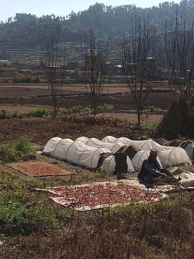 Acupuncture Relief Project  | Good Health Nepal | Danielle Reghi