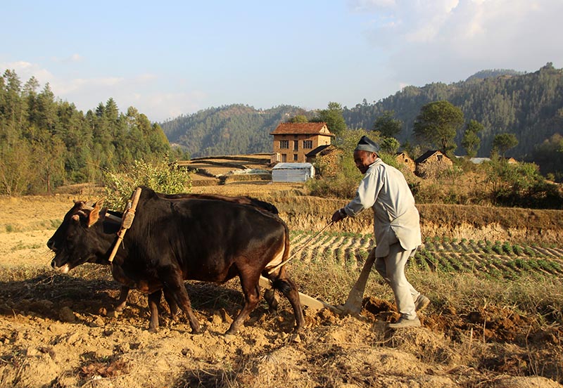 Walkabouts in Nepal’s Agricultural Nirvana